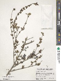 Ligustrum sinense image