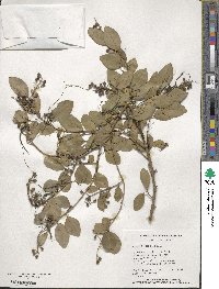 Ligustrum sinense image