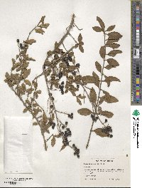 Ligustrum sinense image