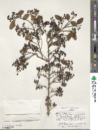 Ligustrum sinense image