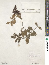 Ligustrum sinense image