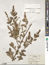 Ligustrum sinense image