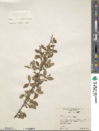 Ligustrum sinense image