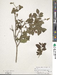 Ligustrum vulgare image