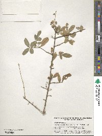 Ligustrum vulgare image