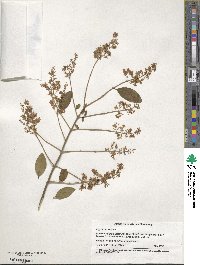 Ligustrum vulgare image