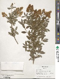 Ligustrum vulgare image