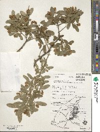 Ligustrum vulgare image