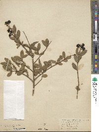 Ligustrum vulgare image