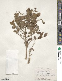 Ligustrum vulgare image