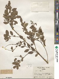 Ligustrum vulgare image