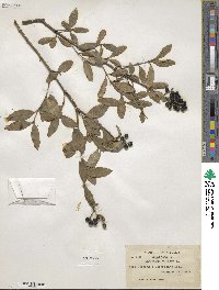 Ligustrum vulgare image