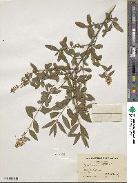 Ligustrum vulgare image