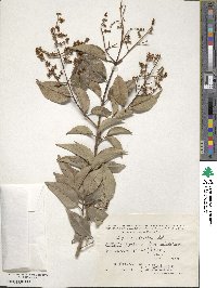 Ligustrum lucidum image