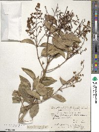 Ligustrum lucidum image