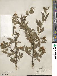 Ligustrum vulgare image