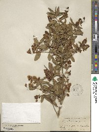 Ligustrum vulgare image