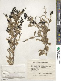 Ligustrum vulgare image