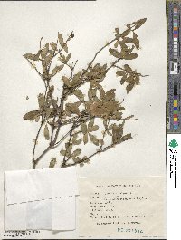 Ligustrum vulgare image