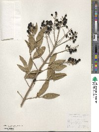 Ligustrum vulgare image