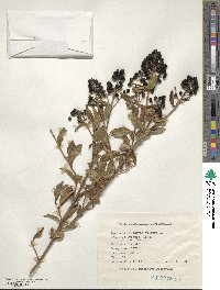 Ligustrum vulgare image