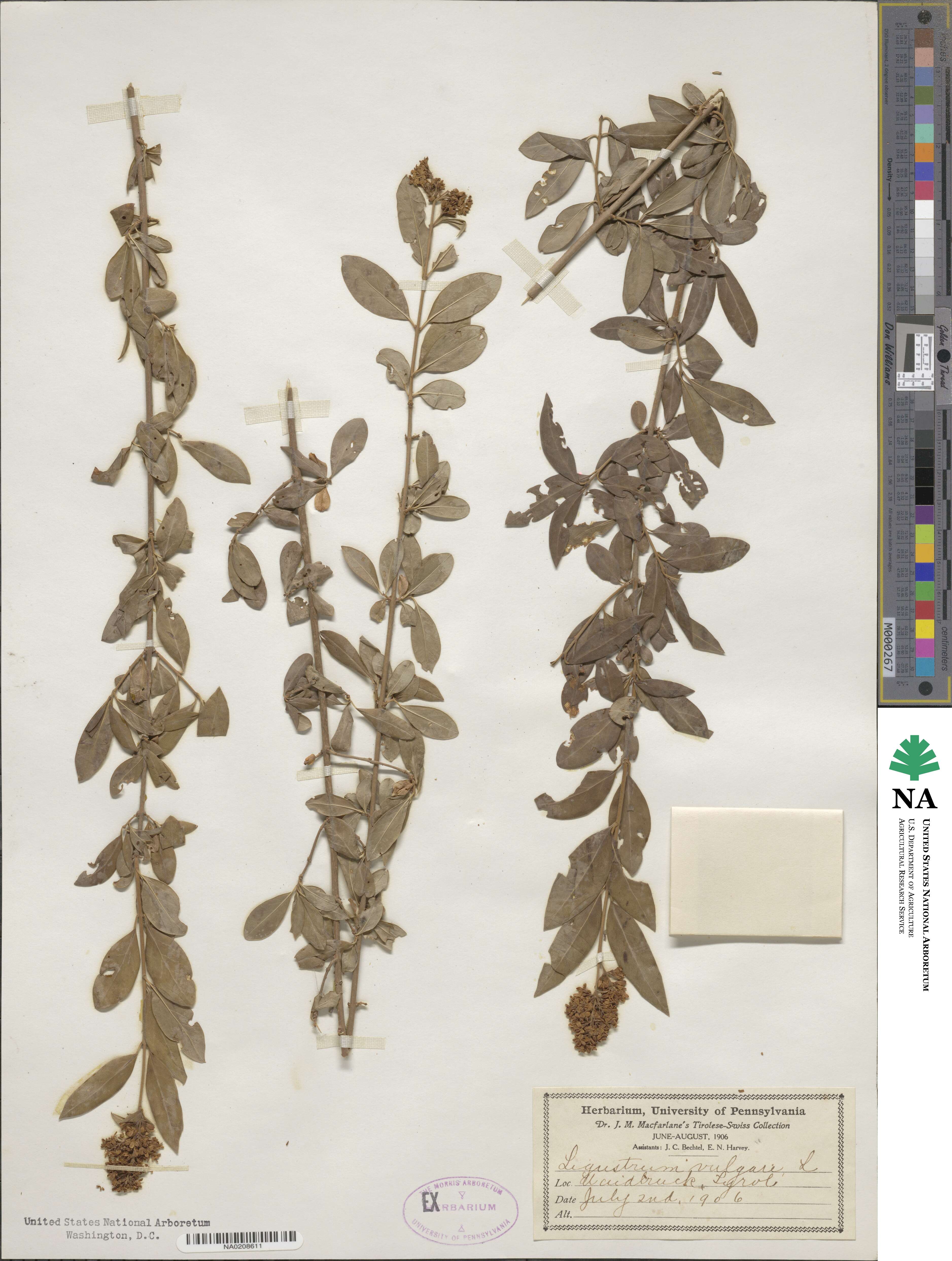 Ligustrum vulgare image