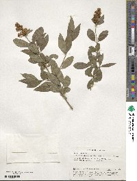 Ligustrum vulgare image