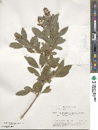 Ligustrum vulgare image