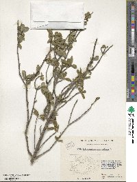 Ligustrum vulgare image