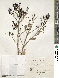 Ligustrum vulgare image