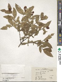 Ligustrum leucanthum image