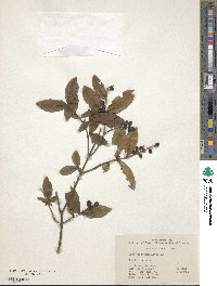 Ligustrum leucanthum image