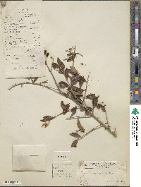 Ligustrum ibota image