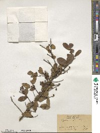 Ligustrum ibota image