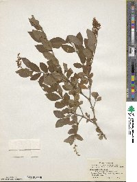 Ligustrum obtusifolium subsp. obtusifolium image