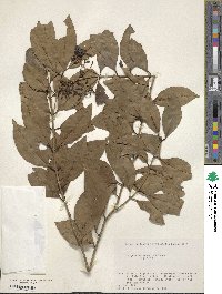 Ligustrum japonicum image