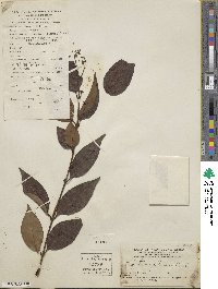 Ligustrum japonicum image