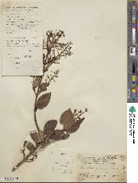 Ligustrum japonicum image