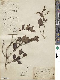 Ligustrum japonicum image