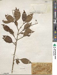 Ligustrum japonicum image