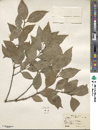 Ligustrum japonicum image