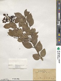 Ligustrum japonicum image