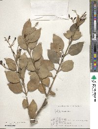 Ligustrum japonicum image