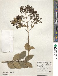 Ligustrum japonicum image