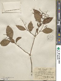 Ligustrum japonicum image