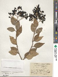 Ligustrum japonicum image