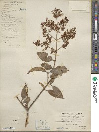 Ligustrum japonicum image