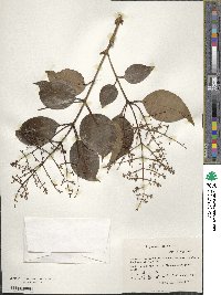 Ligustrum liukiuense image