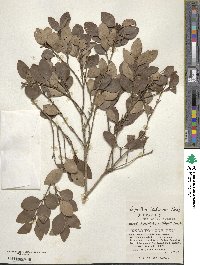 Ligustrum liukiuense image