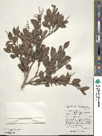 Ligustrum liukiuense image